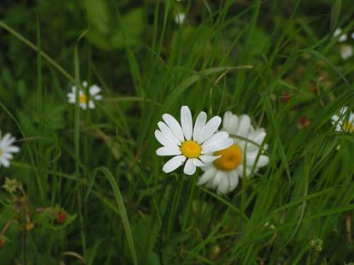 Flower Marguerite Field