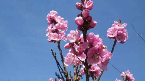 Flower Pink Sky Nectarine Spring Flowering Nature