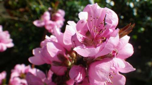 Flower Pink Nectarine Spring Flowering Nature