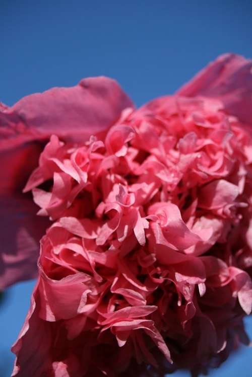 Flower Pink Frou Frou Poppy Summer Garden Sky
