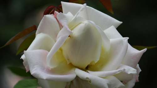 Flower Rosa White Plant Button Flowers Perfume