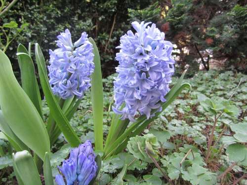 Flower Purple Blossom Bloom Spring Hyazinte