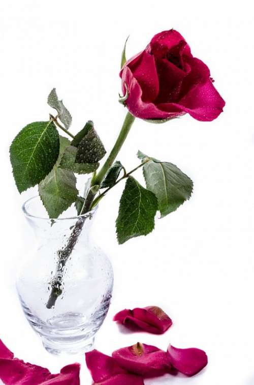 Flower Flowers Water Drops Rose Love Decoration
