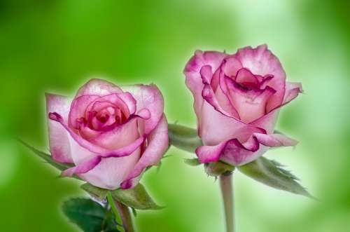 Flower Flowers Rose Love Decoration Nature