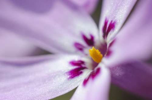 Flower Purple Macro Spring Summer Background