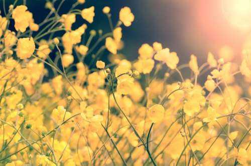 Flower Summer Spring Yellow Gardening Garden