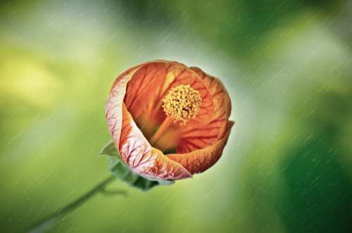 Flower Rain Wet Drops Droplet Spring Light Sun