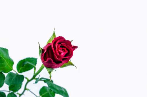 Flower Rose Love Valentine' Day Anniversary Gift