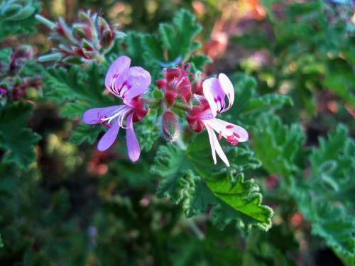 Flower Floret Small Delicate Lavender-Pink