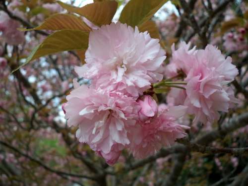Flower Pink Tree Blossom Spring Blossoms