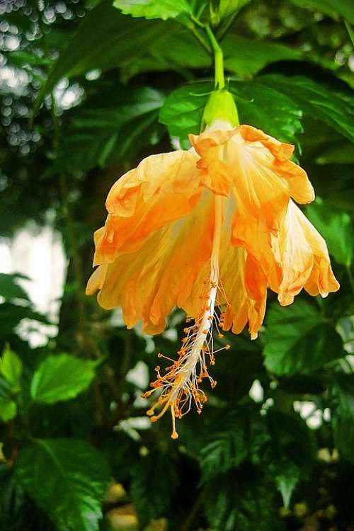 Flower Yellow Orange Nature Indonesia Exotic