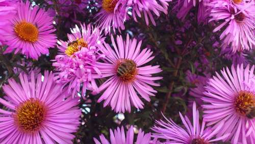 Flower Pink Flower Nature Plant Bee Inflorescence