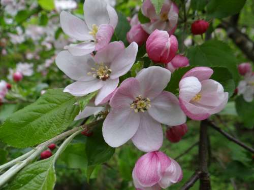 Blossom Bloom Apple Apple Tree Apple Tree Blossom