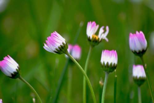 Flower Flowers Spring Flowers Spring