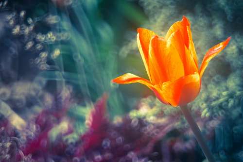 Flower Tulip Nature The Beauty Of Nature Orange