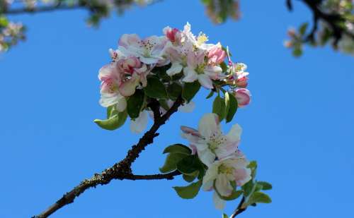 Blossom Bloom Apple Blossom Spring Flower Tree
