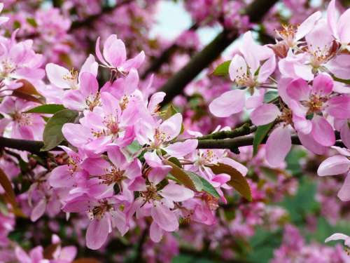 Flower Flowers Magnolias Magnolia Pink White