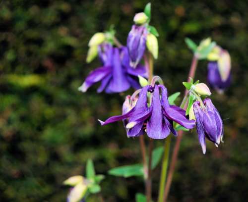 Flower Blossom Bloom Purple Discreet Bell Shaped