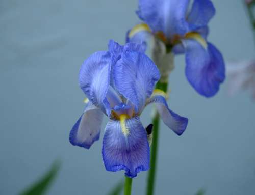 Flower Blue Blossom Bloom Spring Iris