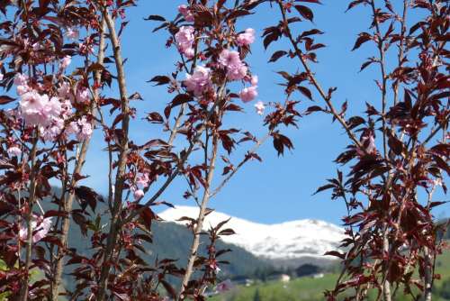 Blossom Bloom Spring Bloom Alpine Mountains
