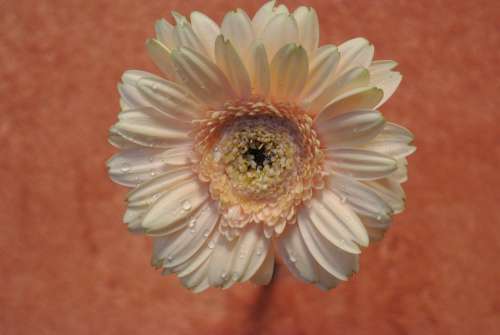 Flower Flora Close Up Garden Plant Blossom Bloom