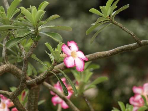 Blossom Bloom Tropics After The Rain Tropical