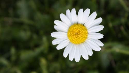 Flower Daisy Yellow White