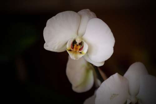 Flower Plant Flora Orchid White Close Up Macro