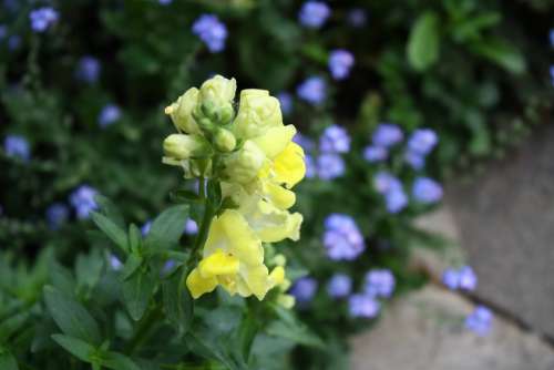 Flower Snapdragon Yellow Bright Yellow Plant