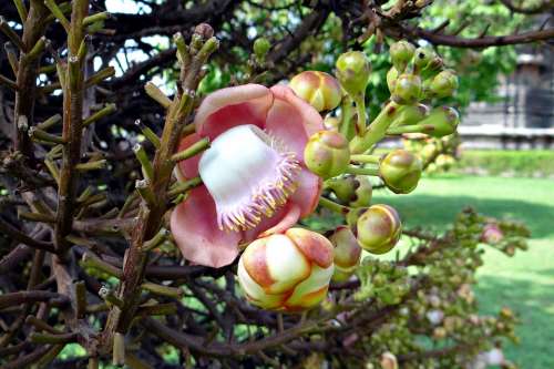 Flower Buds Couroupita Guianensis Cannonball Tree
