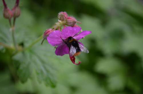 Blossom Bloom Plant Frauenmantel Insect