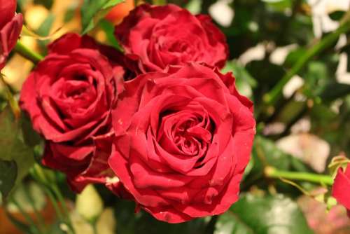 Flower Rose Red