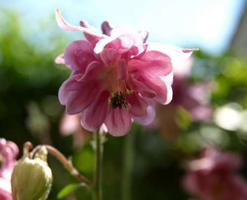 Blossom Bloom Pink Wild Flower Close Up