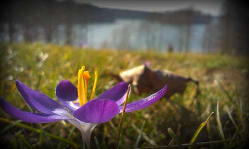 Flower Lake Nature Plants Landscape Macro Spring