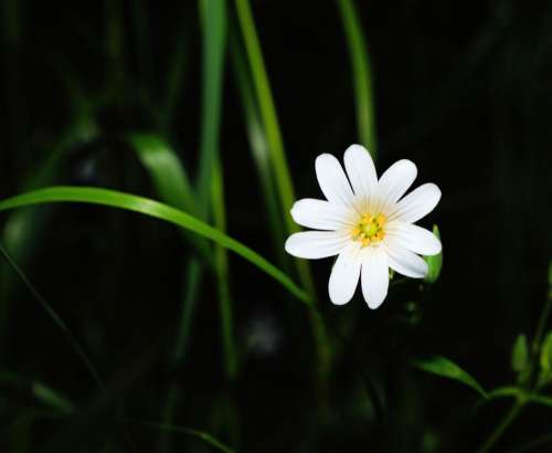 Flower Blossom Bloom White Macro Darkness Bright