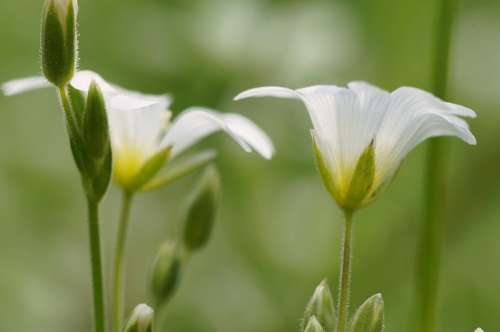 Flower White Spring Flora Detail Macro Corolla