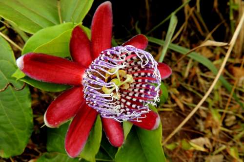 Flower Passion Fruit Fruit Passion Flower