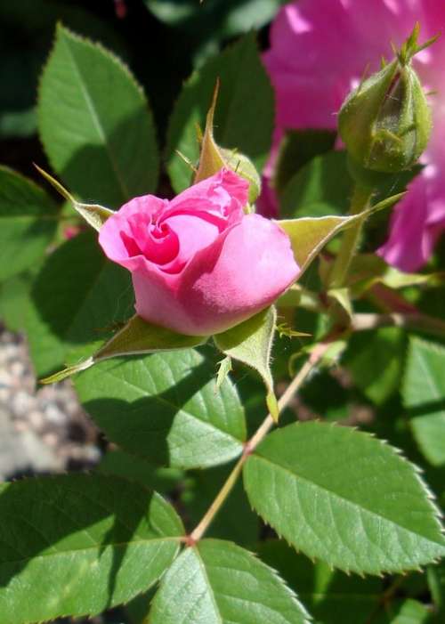 Flower Rosebush Pink Button