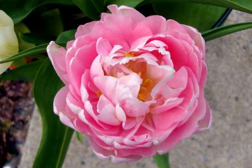 Flower Pink Tulip