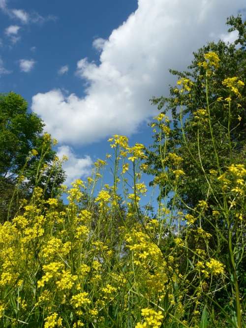 Blossom Bloom Flowers Yellow Sky Blue Clouds