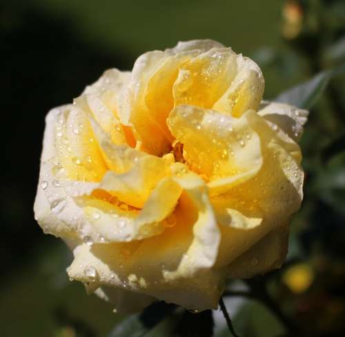 Flower Blossom Bloom Rose Yellow White Beauty