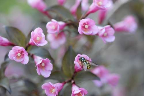 Blossom Bloom Flower Herbs Bee Nature