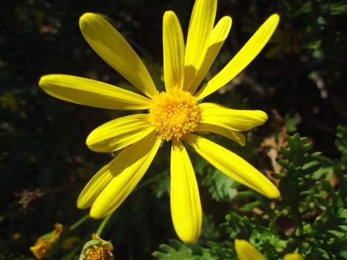 Flower Yellow Flowering Nature