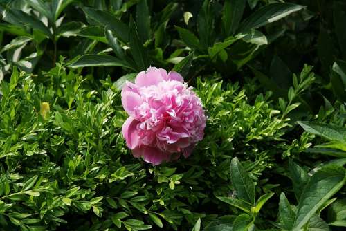 Flower Garden Flowers Beauty Macro Nature Flora