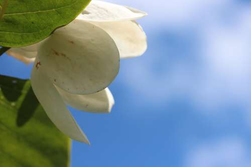 Flower Sommermagnolie White Macro Magnolia Sky