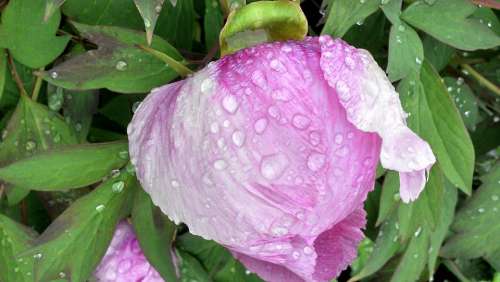 Flower Plant Nature