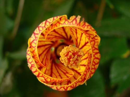 Flower Orange Red Nature Texture