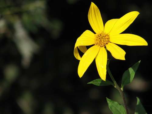 Flower Yellow Sun Nature
