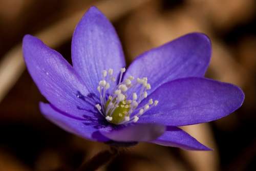 Flower Violet Spring Nature
