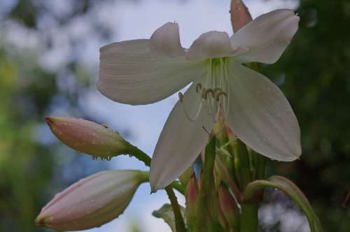 Blossom Bloom Lily White Plant Macro Flower